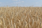 В Ртищевском районе валовой сбор зерна достиг более 182 тыс. тонн.